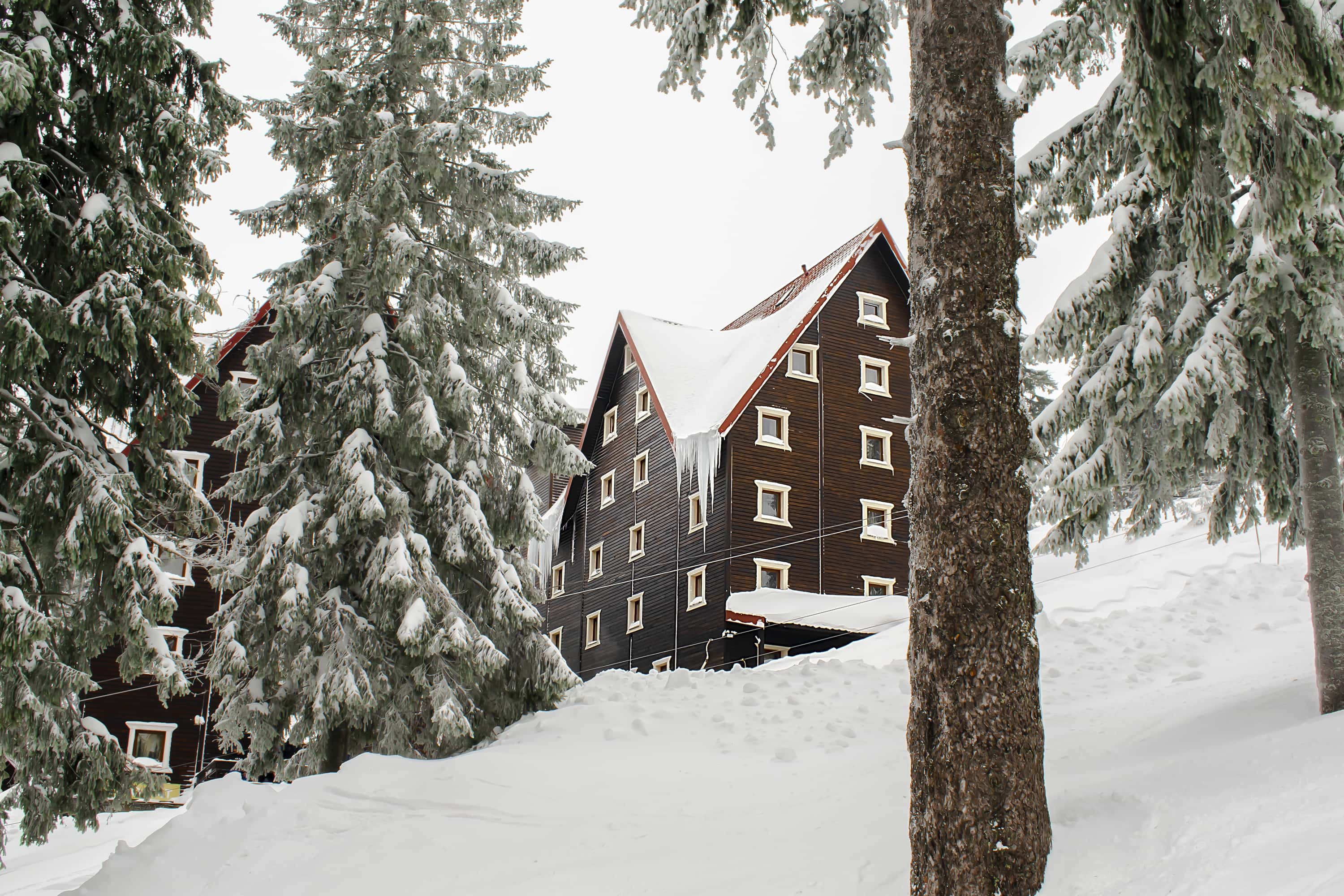 green-spruce-pine-trees-vintage-village-rural-hous-2023-11-27-05-00-24-utc-min