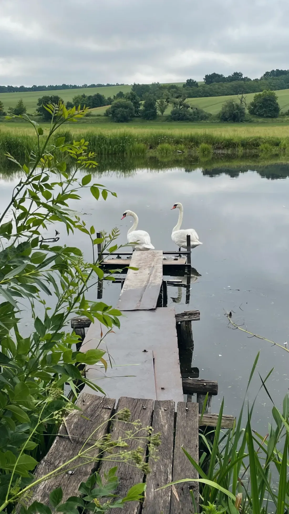 Swans on a lake jetty in the Lithuanian countryside